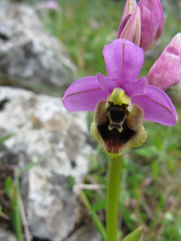 Ophrys tenthredenifera ?